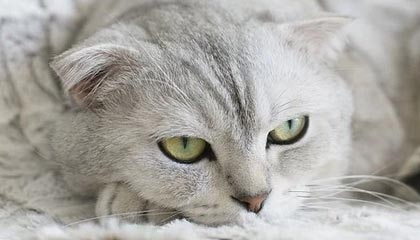 开云官方网页登录-中国足球“两步走”战略实现初步成效，中国足球之路